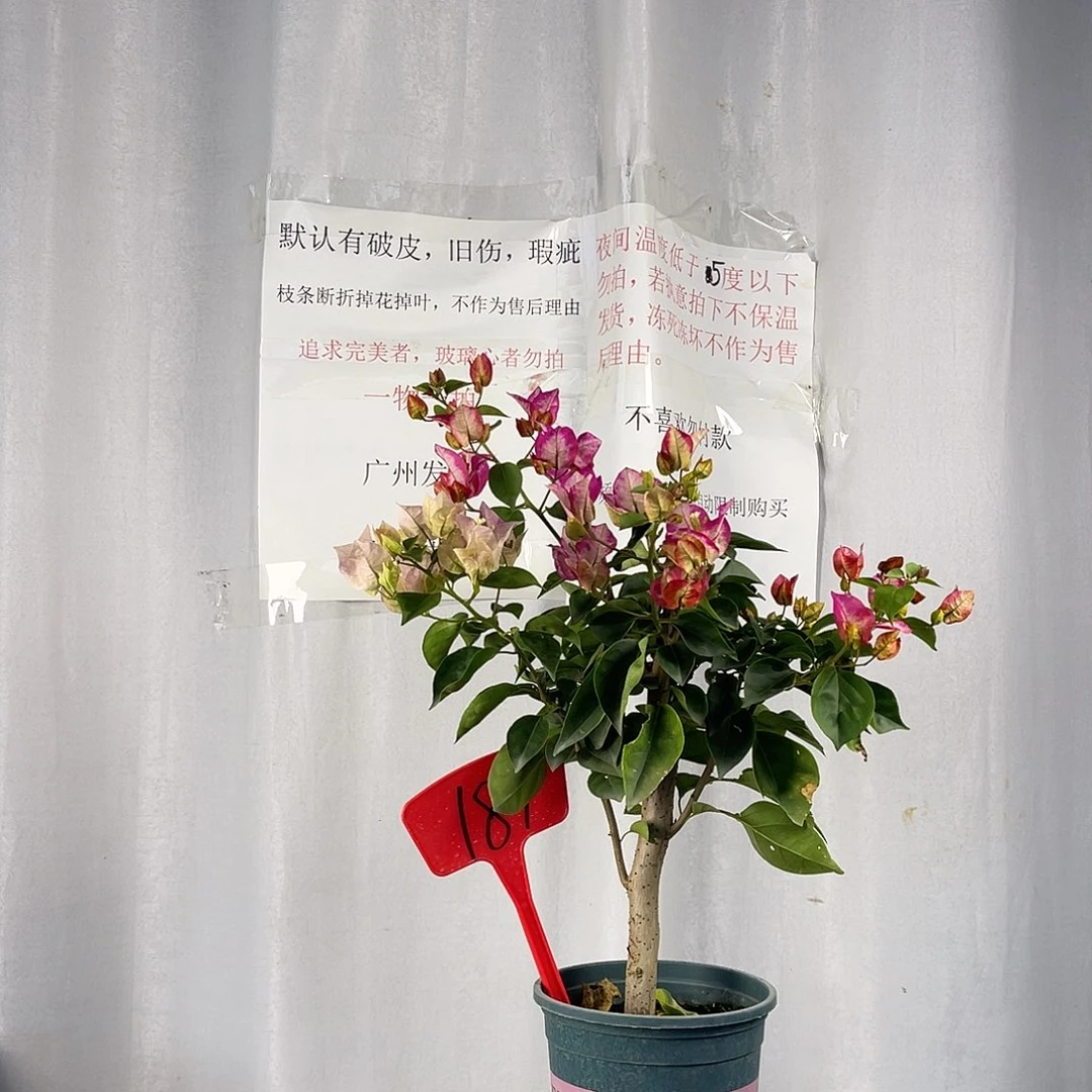 当前无花栽培后可以开花189小画报盆苗