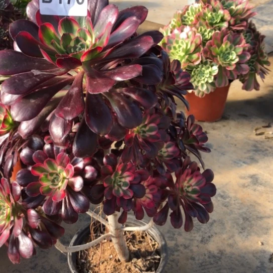 法师多肉植物我**姐法师170