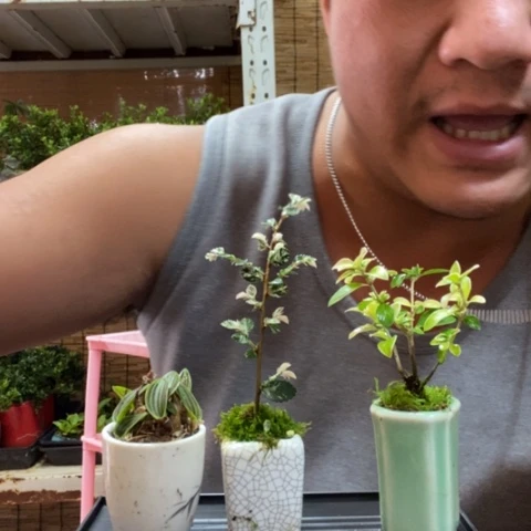 红陶一物一拍所见即所得7