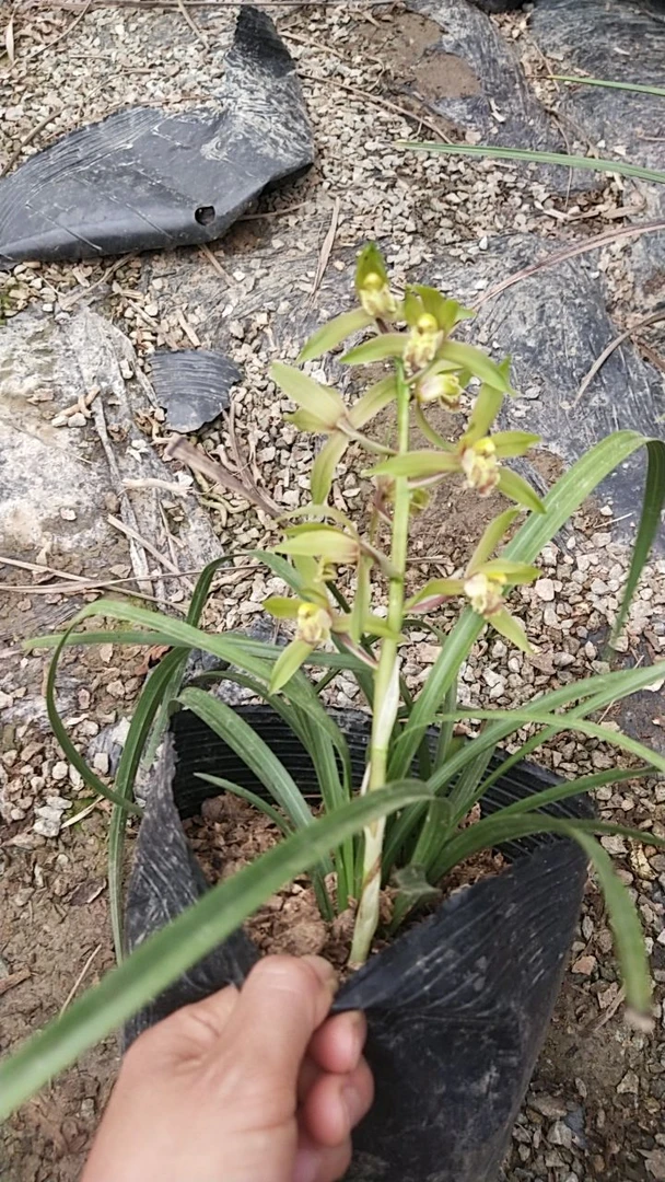 10-50室内绿植盆栽蕙兰浓香复色红素红花国兰花卉好养活兰花草