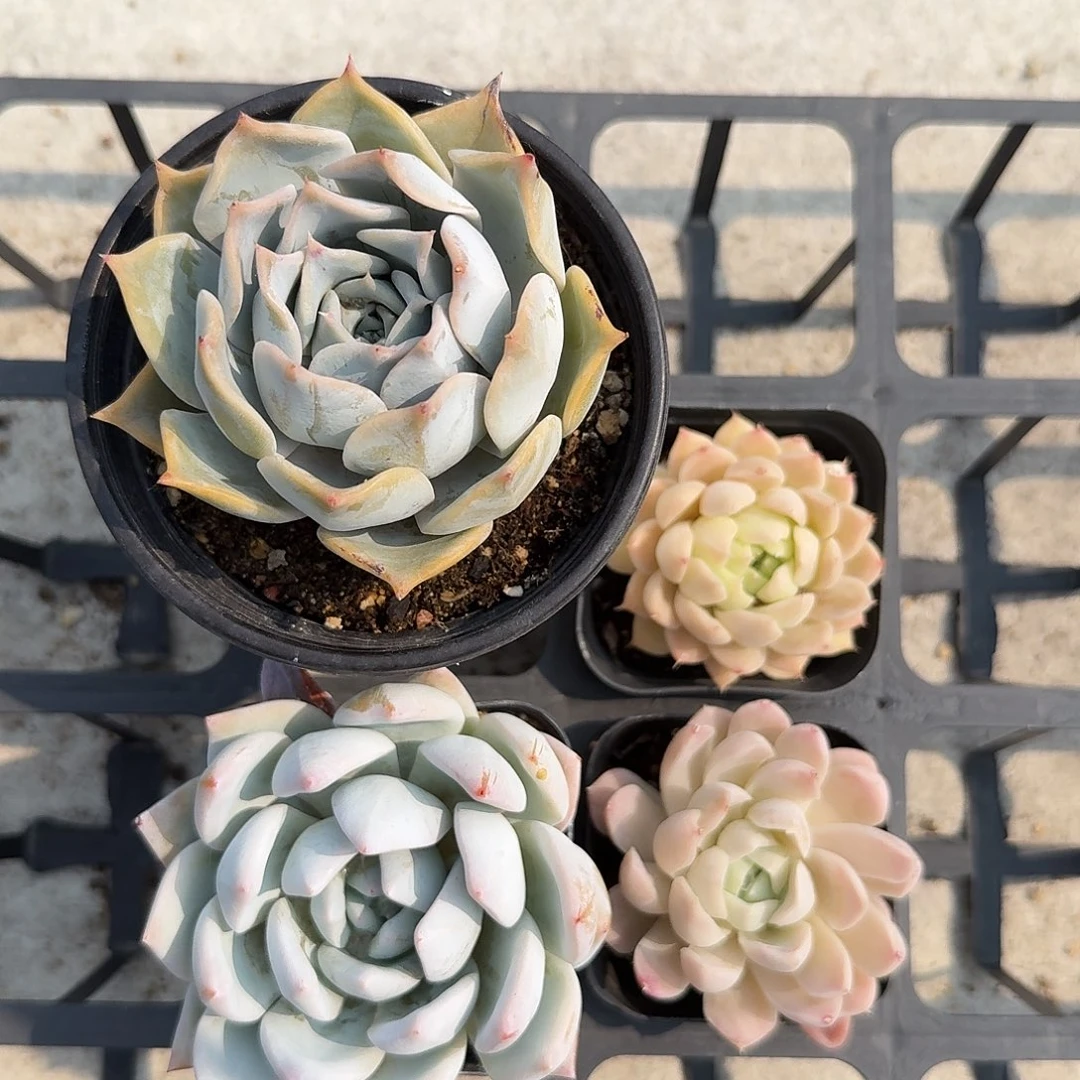 组合套餐，四棵一组