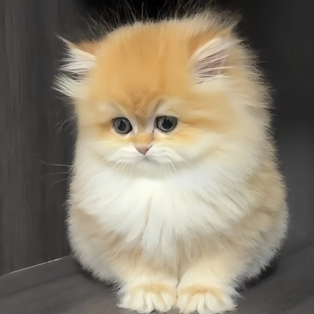 【芒果家的猫】金渐层乳白拿破仑矮脚米努特幼崽宠物活体小猫咪