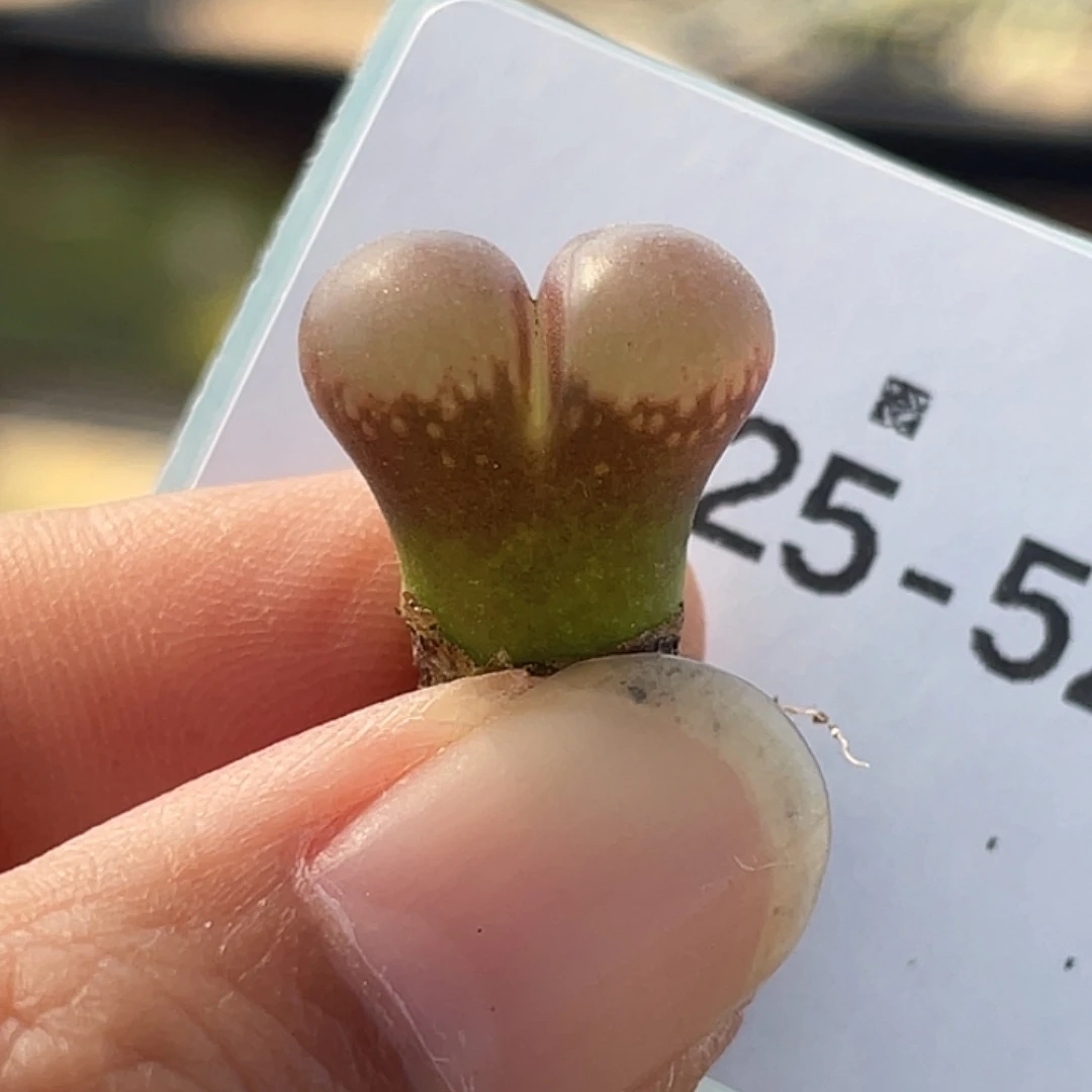 25-52肉锥c10多肉植物