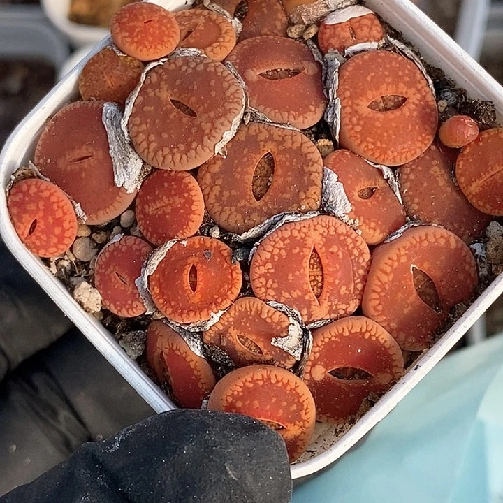 桃喜花园0204-71日轮