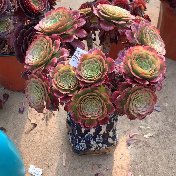 1082红金刚多肉植物特价不售后