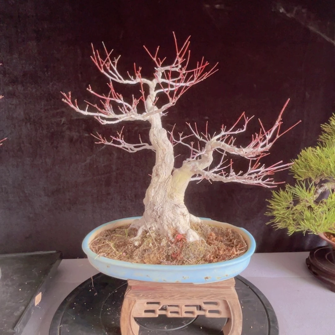 杂木盆景山红叶一物一拍