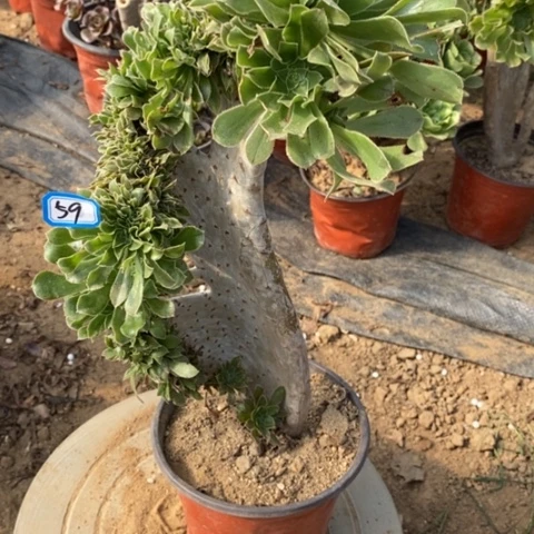 原始绿缀一物一拍