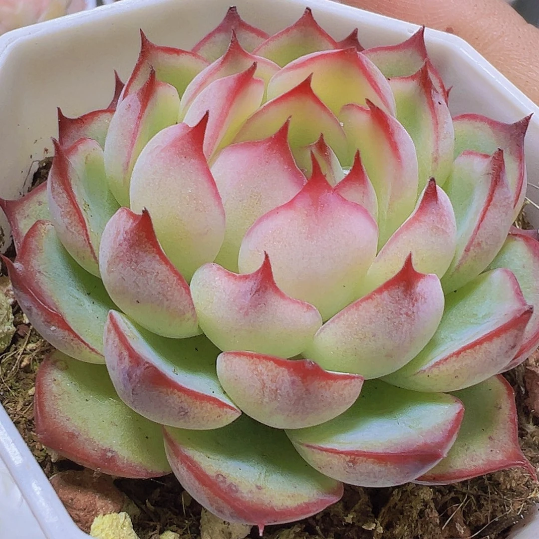 勾魂仙子19包邮多肉植物