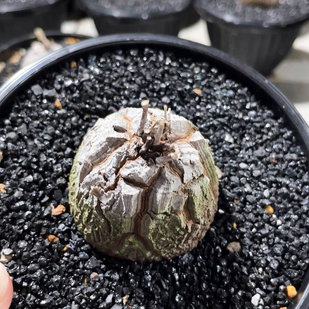 白皮龟66666666666666