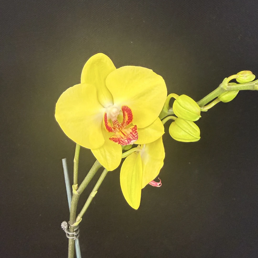 鲜花《大黄蜂》蝴蝶兰云南源头产地直发