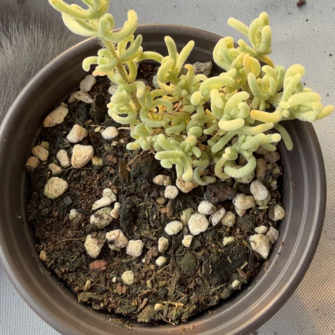 荧光兔枝干番杏盆栽