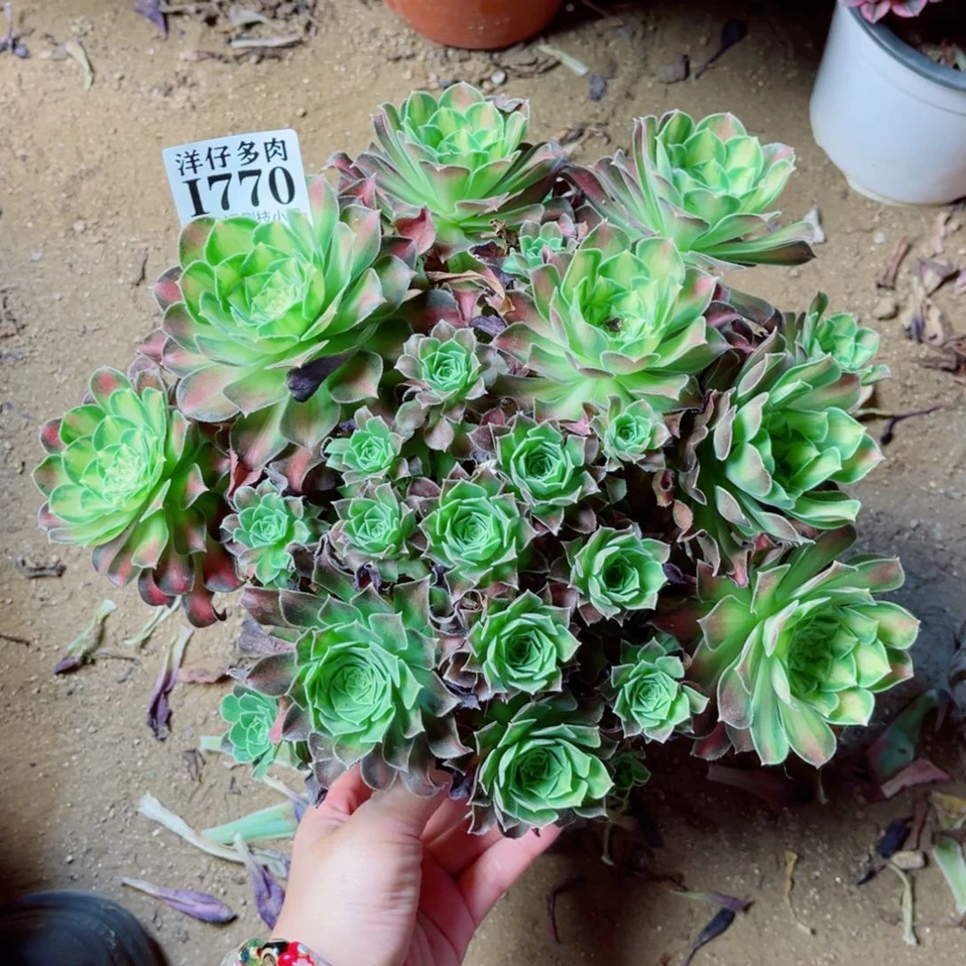 770韶华阴阳 冠幅25左右