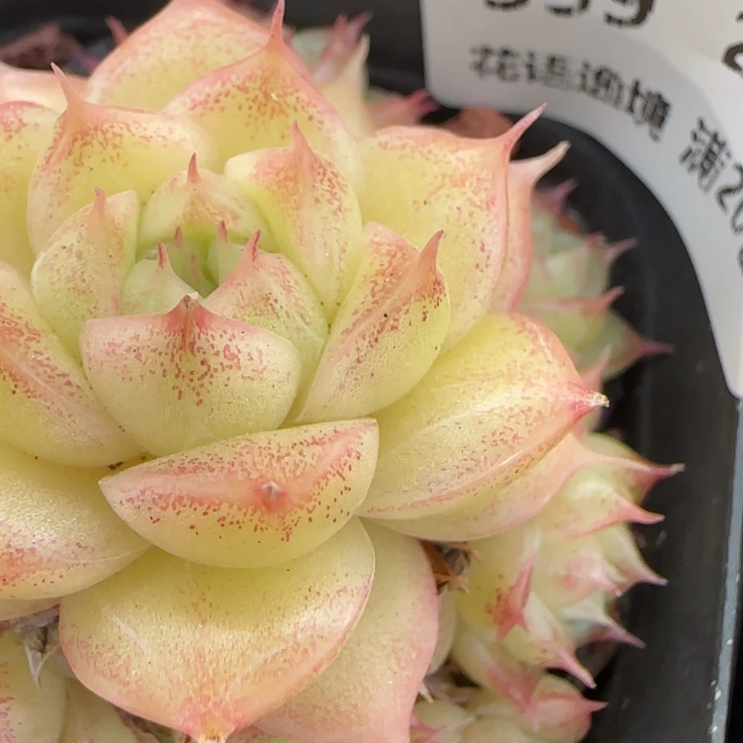 花语逸镜0201-359