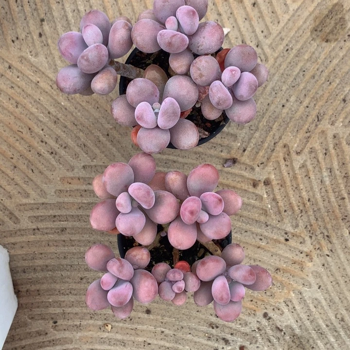 精控桃蛋多肉一物一拍