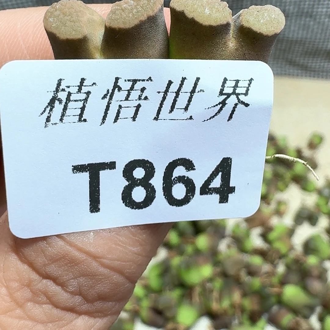 多肉植物的润泽额v gb h