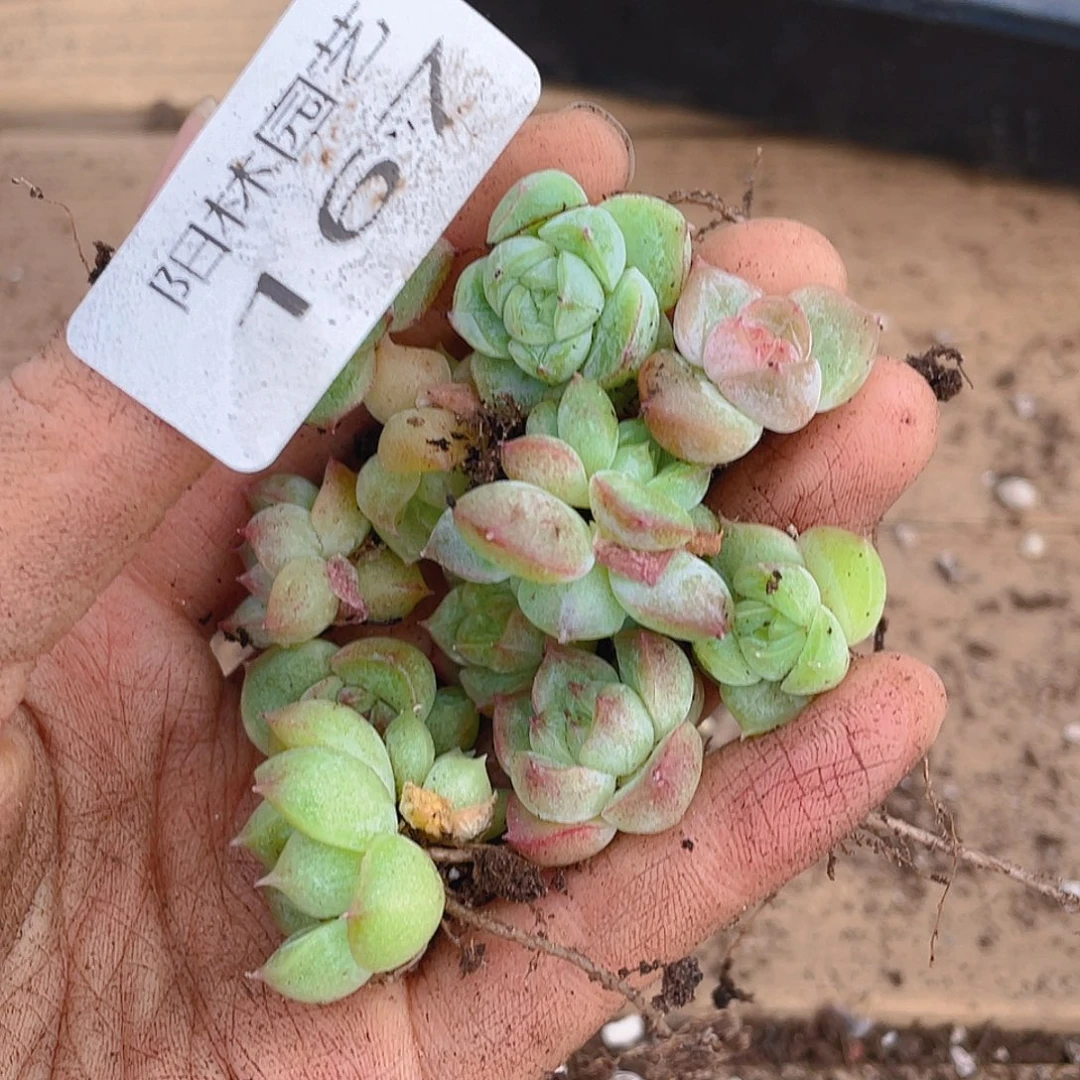 多肉植物多肉植物167
