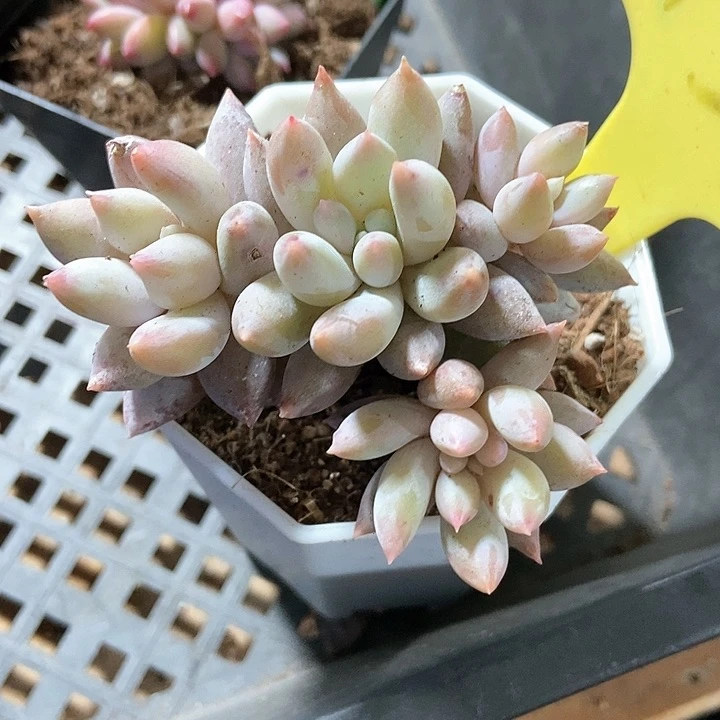 多肉植物所罗门13