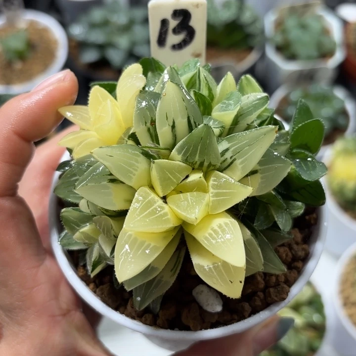多头群生姬寿锦多肉植物