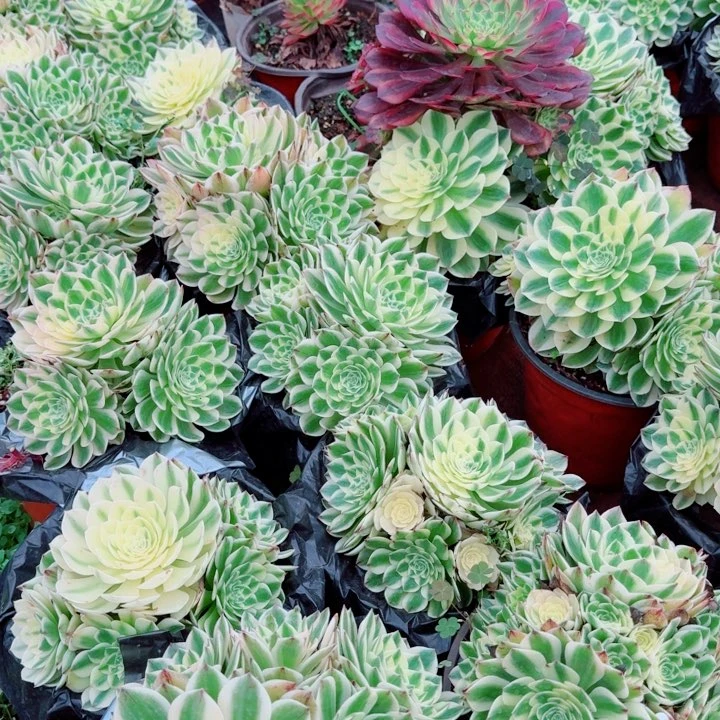 伊丽莎白捧花啊啊啊