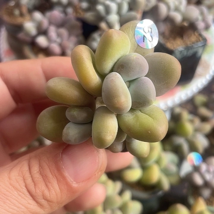 芒果奶 2.5口盆 带盆发货