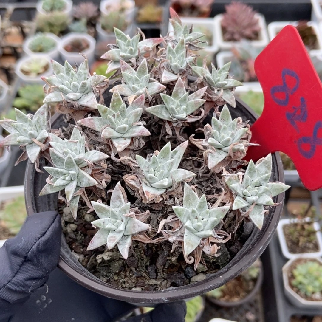 828白菊多肉植物多肉