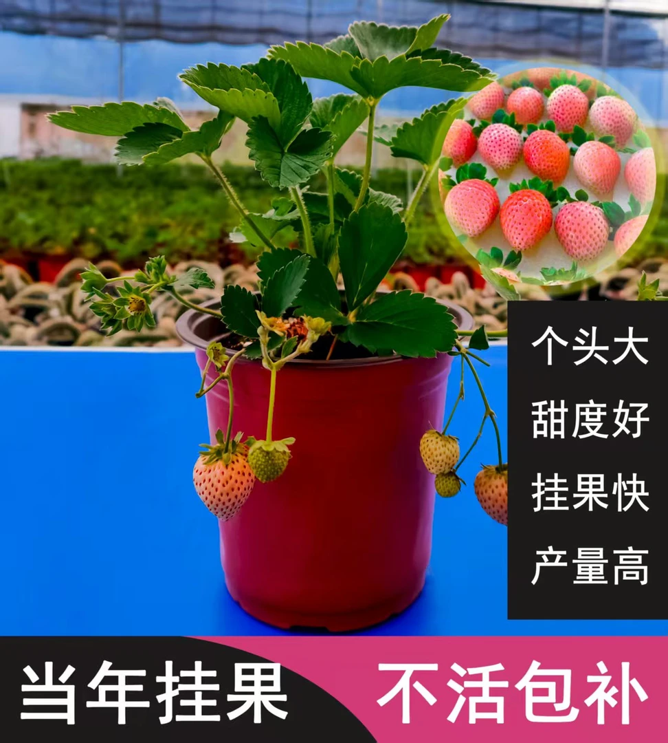 （粉果系）草莓盆栽适用于阳台室内外种植穴盘草莓苗