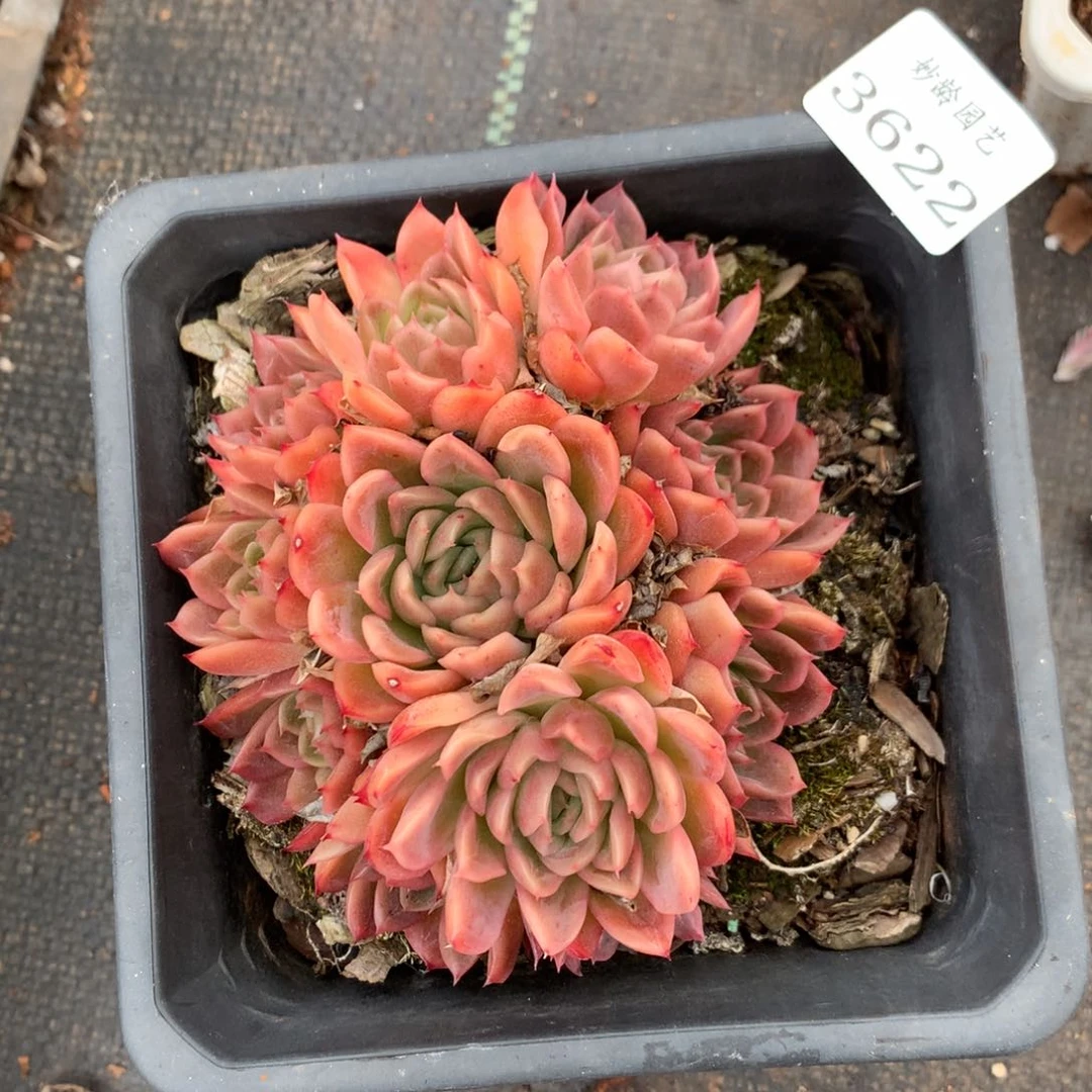 3622 杂交精品基地11厘米