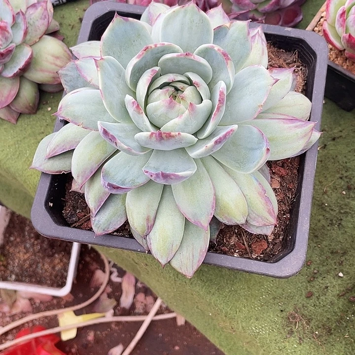 可***妈惊鸿仙子多肉植物5002