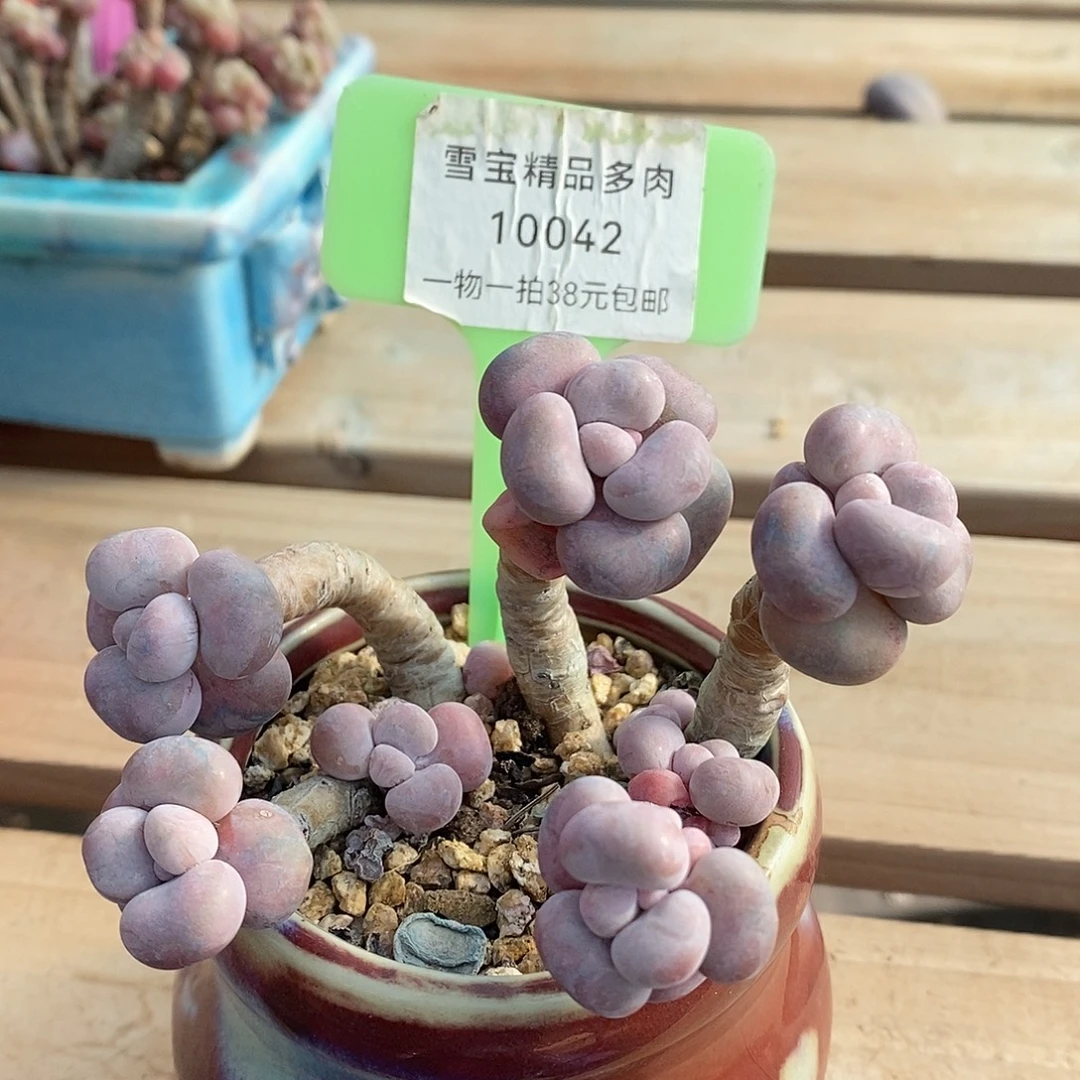 10042奥体哦哦鳄鱼咯的