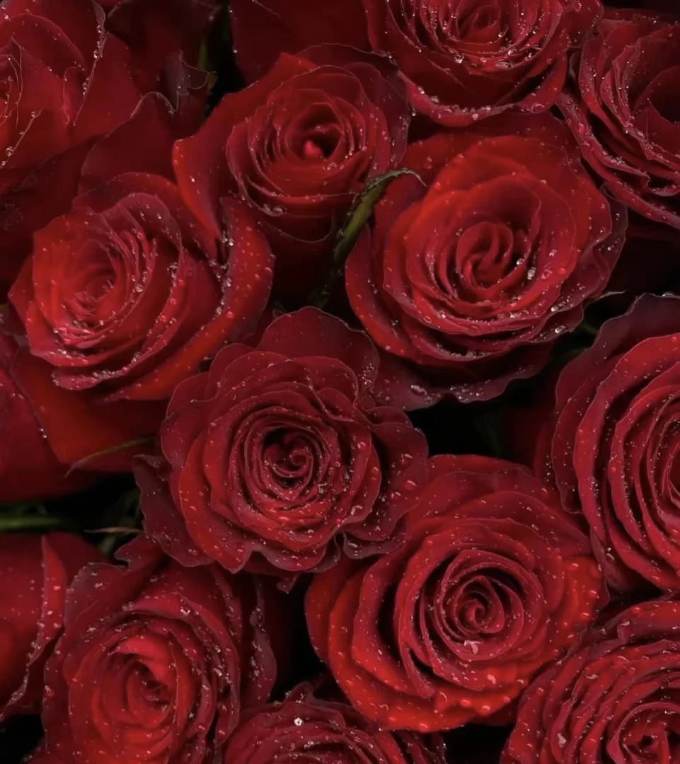 卡罗拉网帽经典红玫瑰20（上12+下8）支昆明基地直发包花束