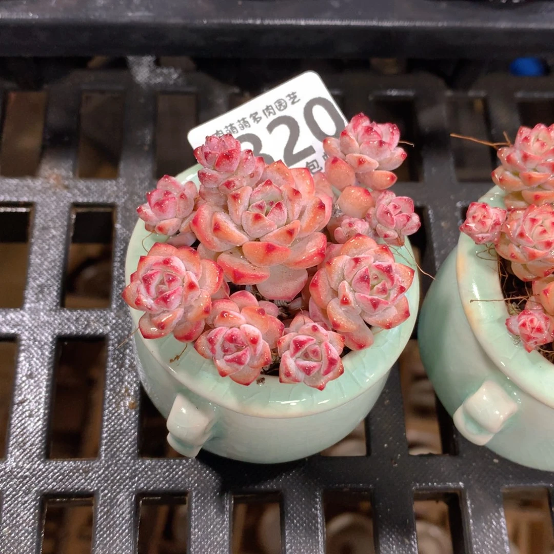 肉萌萌拇指盆精控多肉YT320