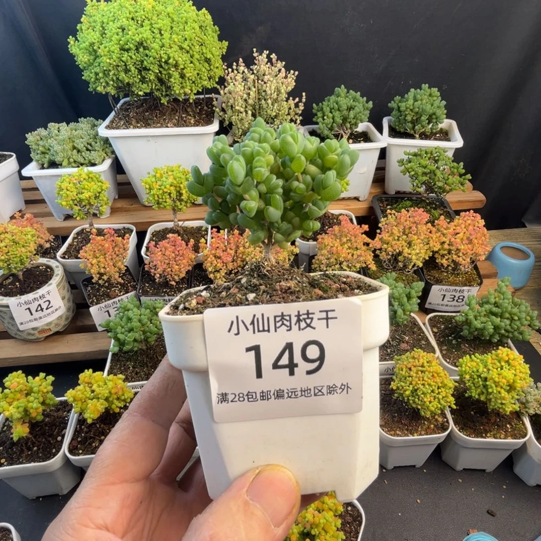 149枝干番杏8口盆元宝