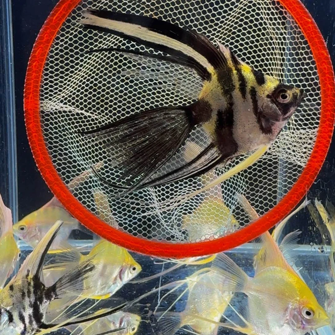 孔雀鱼熊猫燕鱼1条装