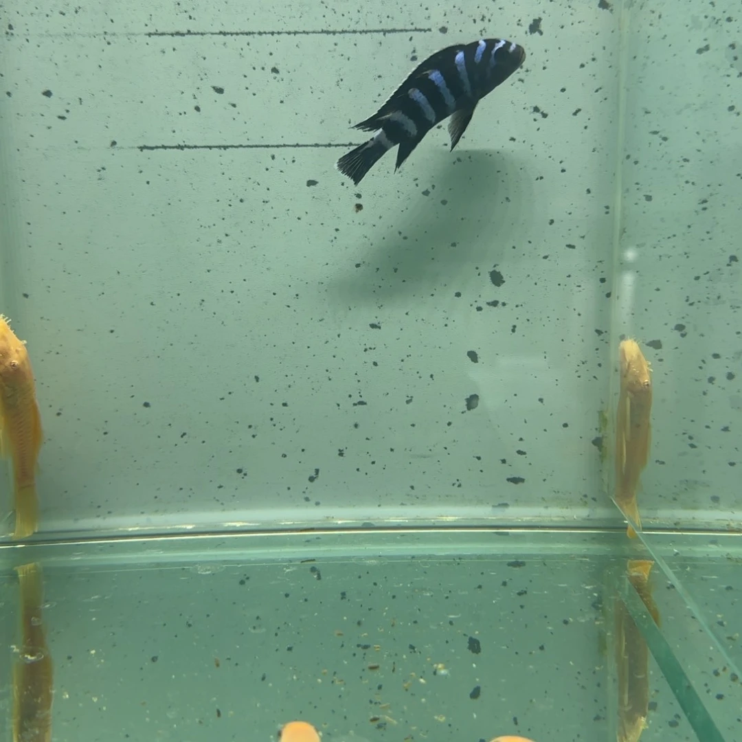 慈鲷A***n1166号特蓝斑马