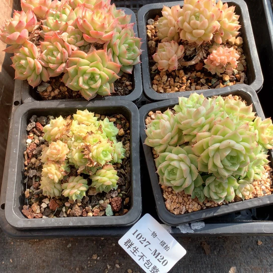 4颗组合套餐。1027-m20