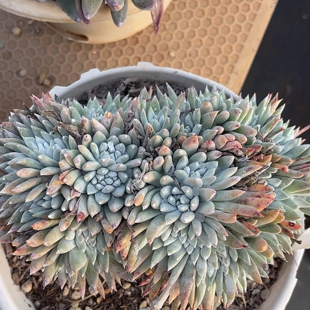 【闪购商品】白姆缀化