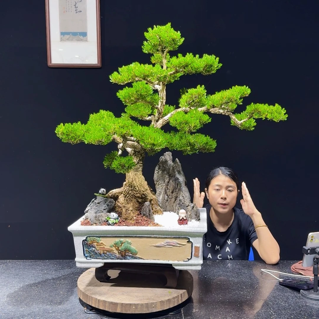 无花朵广东皱皮四季常青