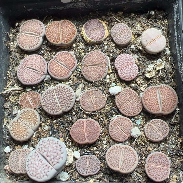 【闪购商品】680……