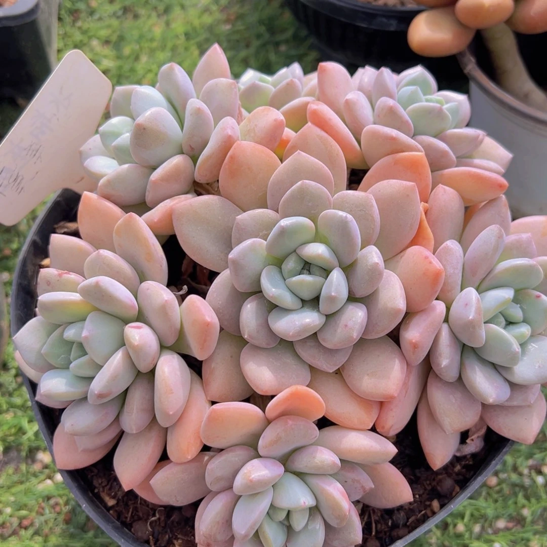 香玉的故事是一个人的故事