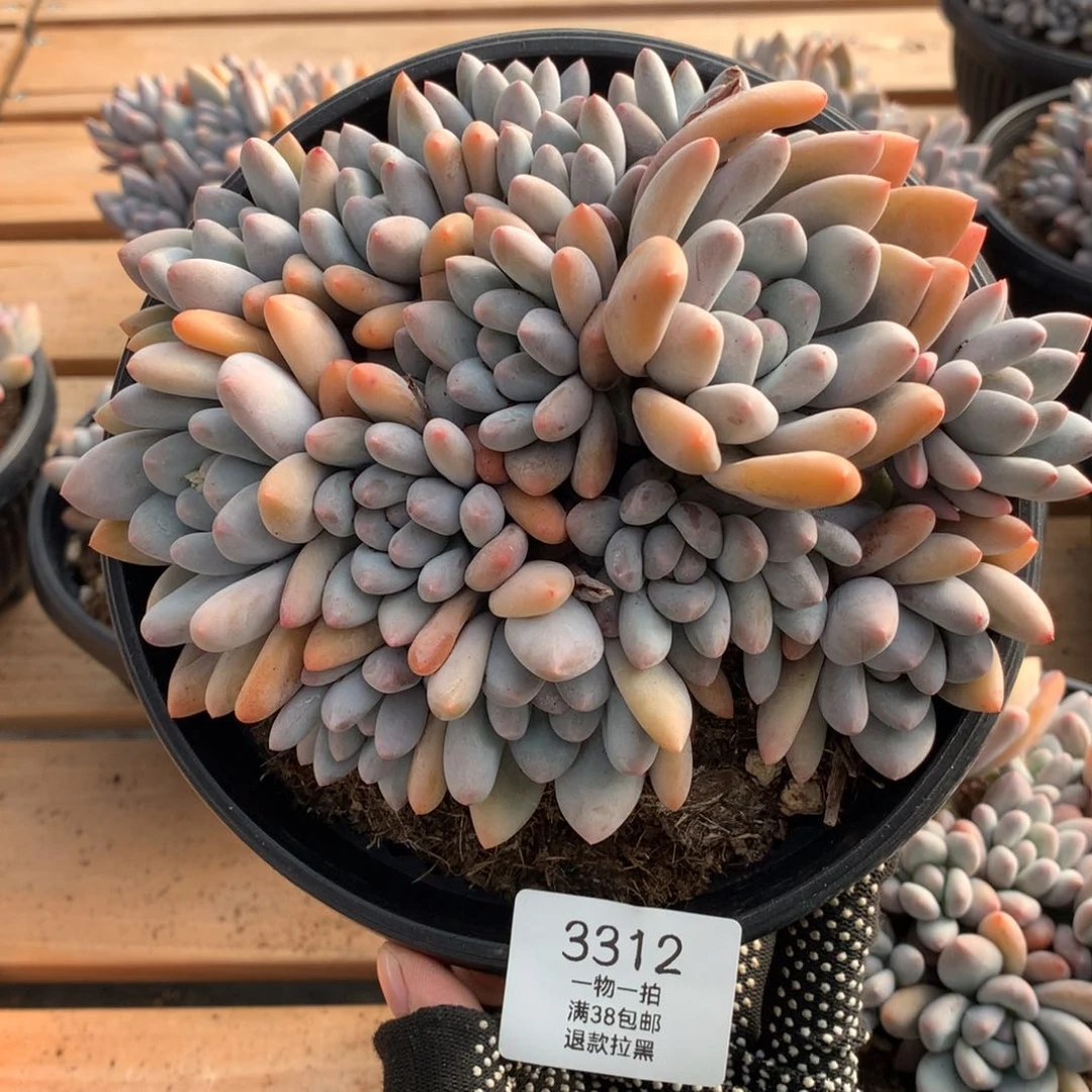 17厘米14头无砍香水多肉3312