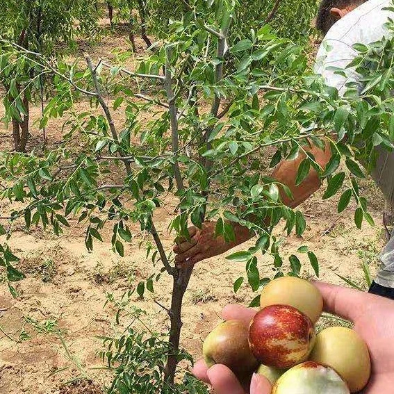 冬枣冰糖枣蟠枣南方北方种植