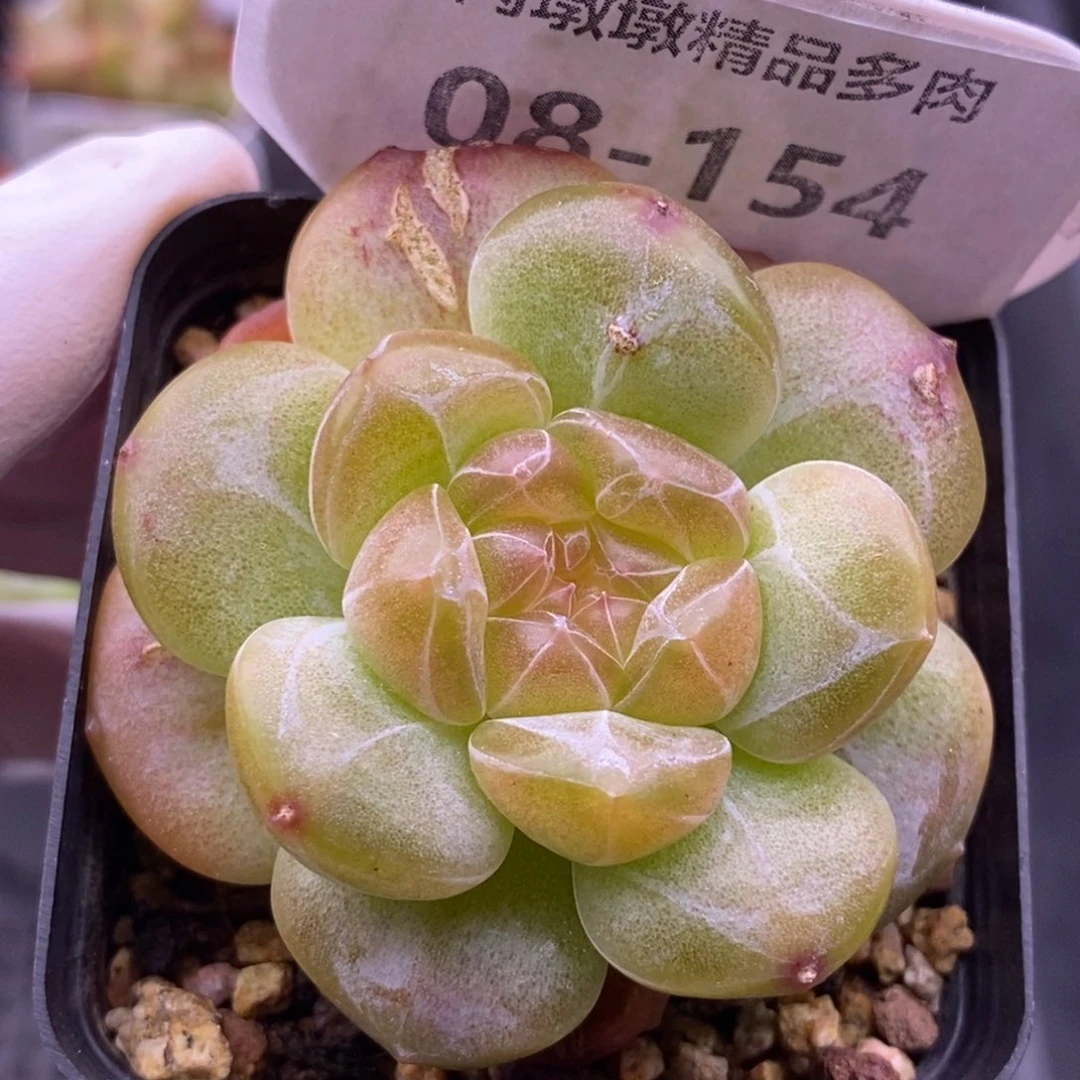 【闪购商品】08-154