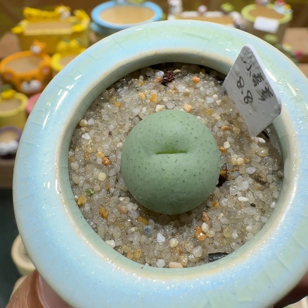 蘑菇1285小拳拳多肉植物