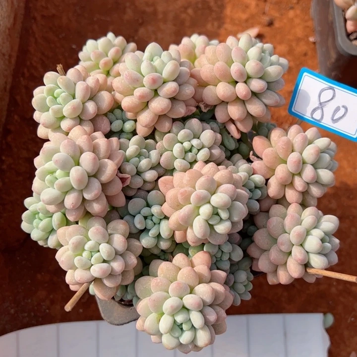 80洛可可平平安安健健康康