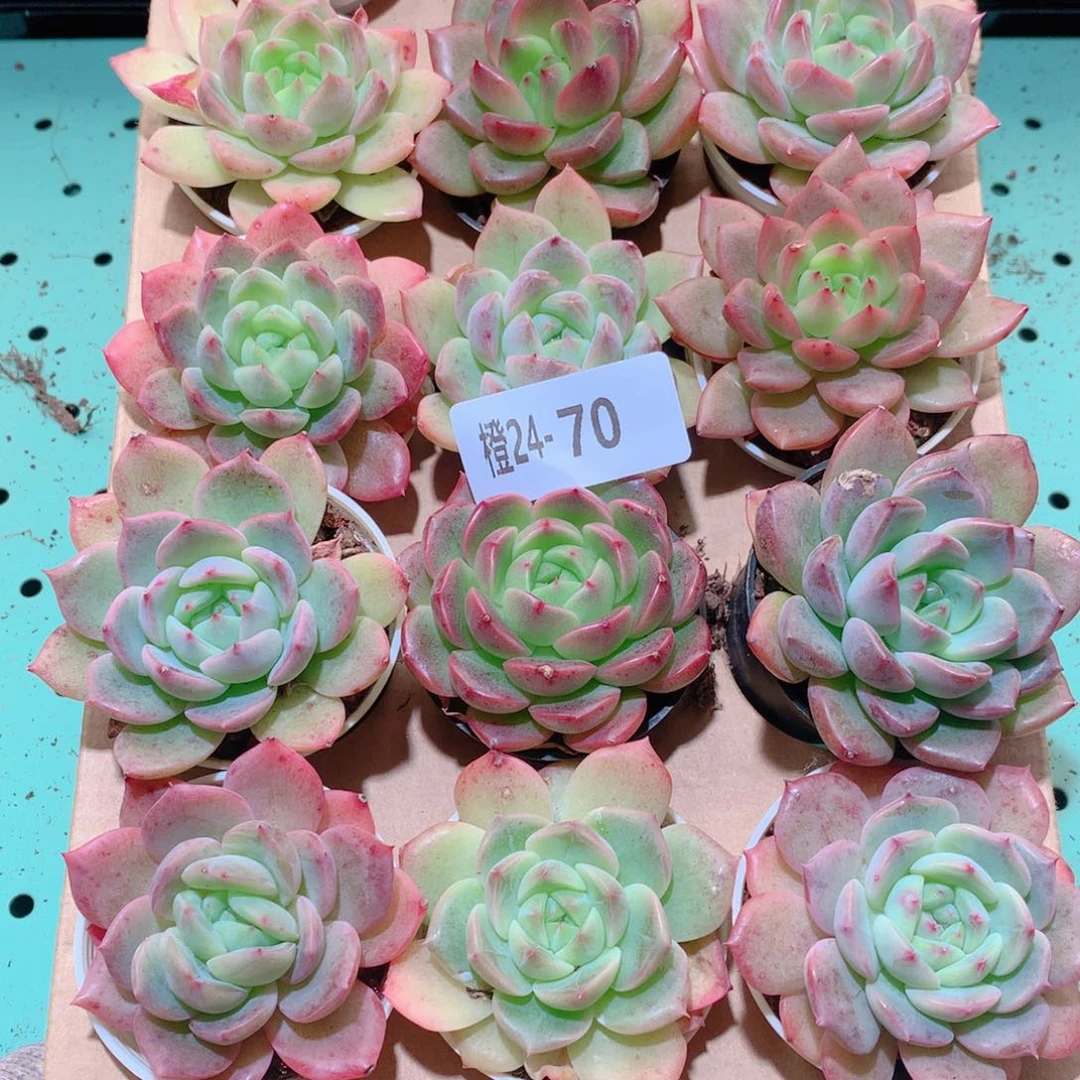 24-70一物一拍多肉带盆18颗