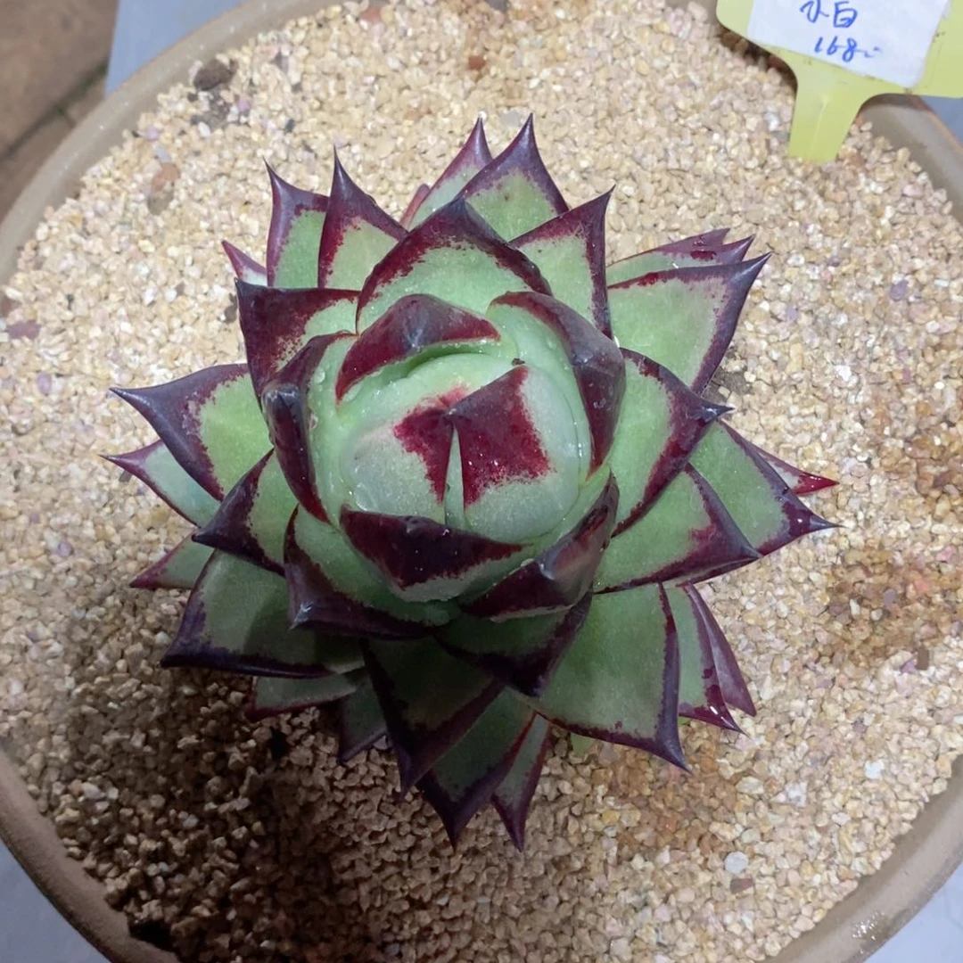 ?***白福利特价美乌桃