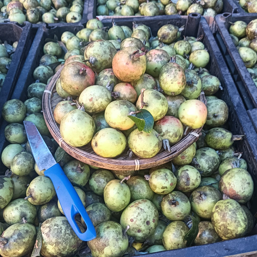 云南特产野生酸多依果新鲜现摘孕妇开胃酸味水果