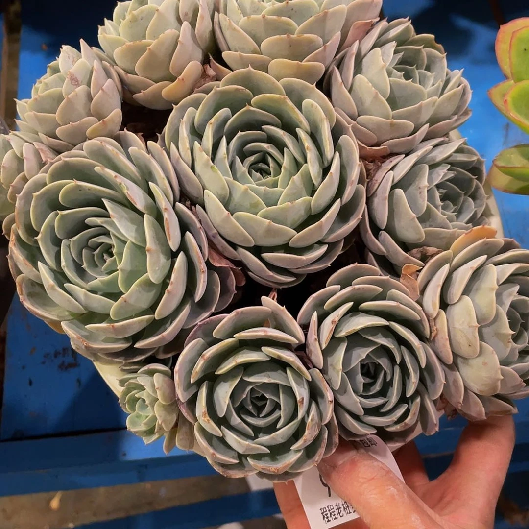 六***?天赐90134多肉