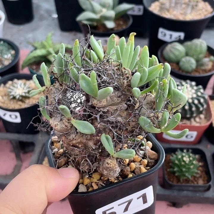 571产地钢丝球药物性