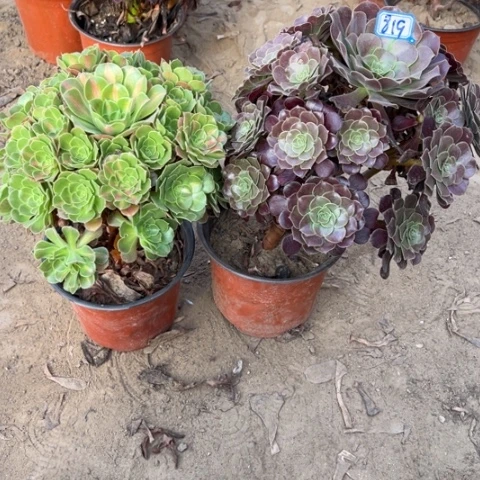 819多肉植物组合，